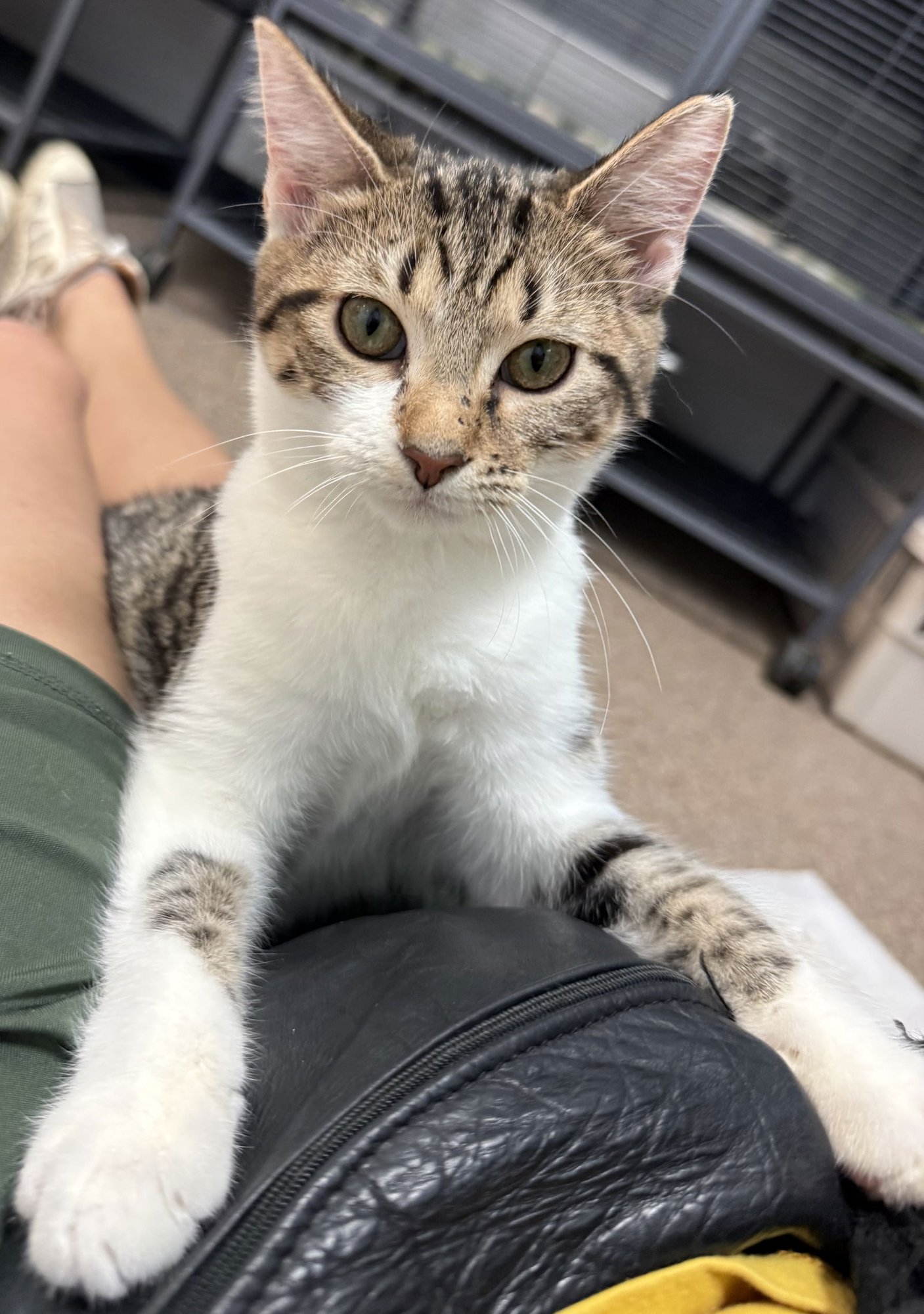 Vinaigrette - Photo 4