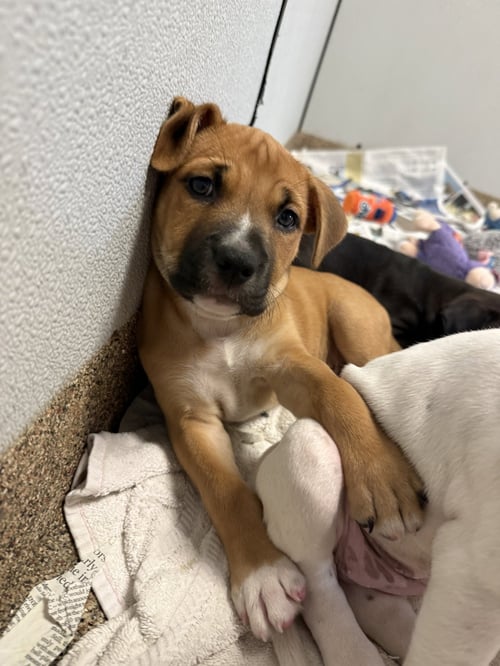 MBAPPE - Labrador Retriever / Terrier available for adoption