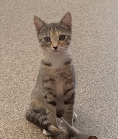 KAILANI - Domestic Short Hair available for adoption