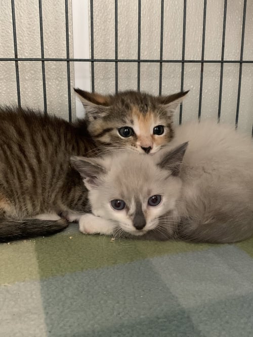 KAILANI - Domestic Short Hair available for adoption