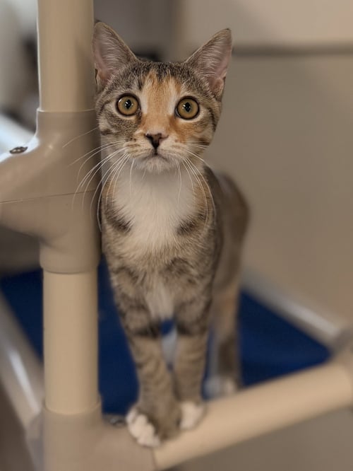 KAILANI - Domestic Short Hair available for adoption