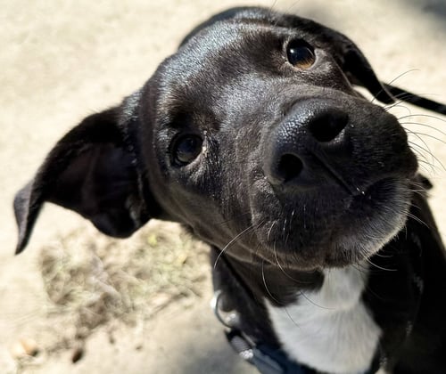 TADHG - Hound / Australian Cattle Dog/Blue Heeler available for adoption