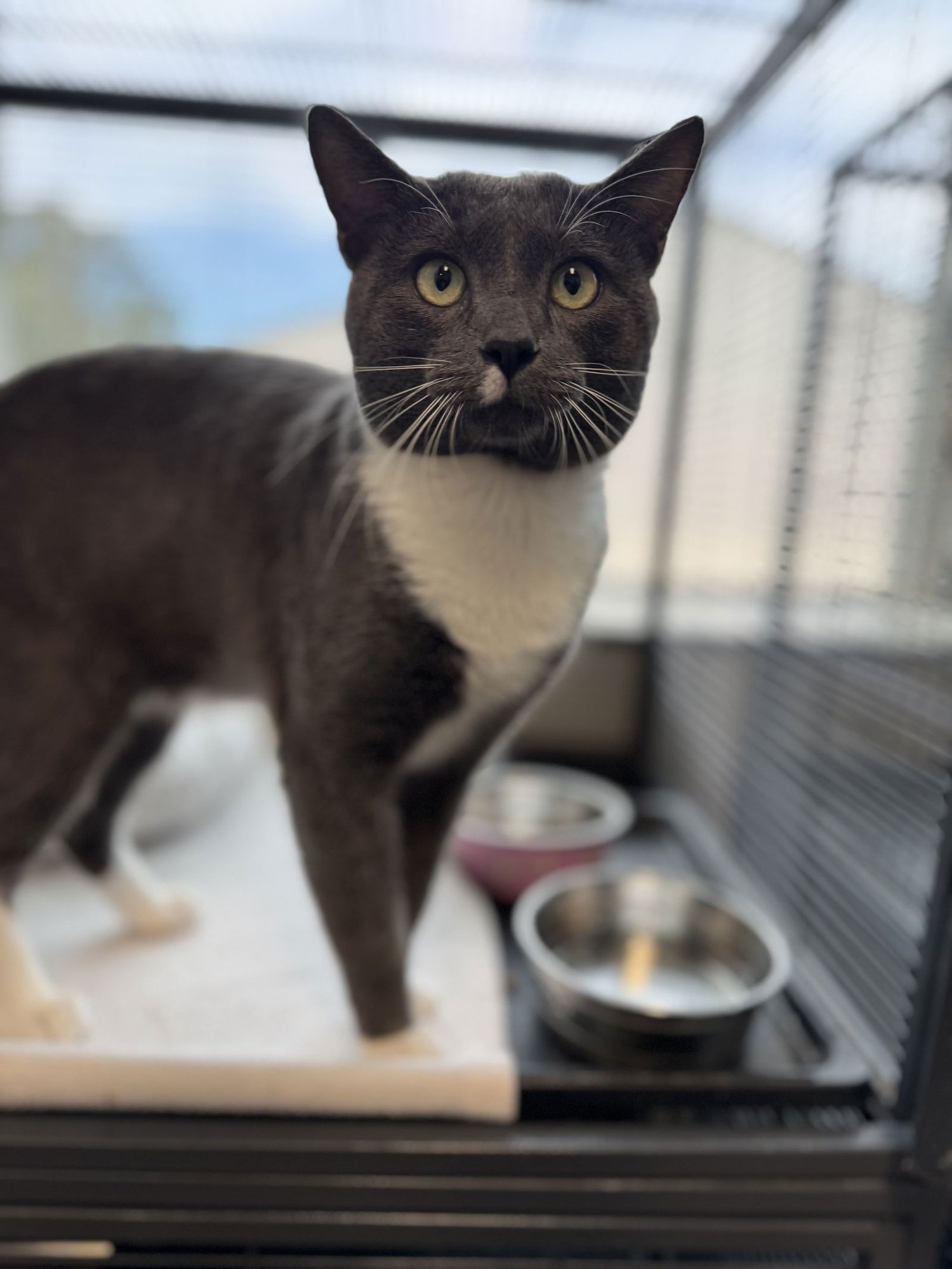 SAMMY - Domestic Short Hair available for adoption