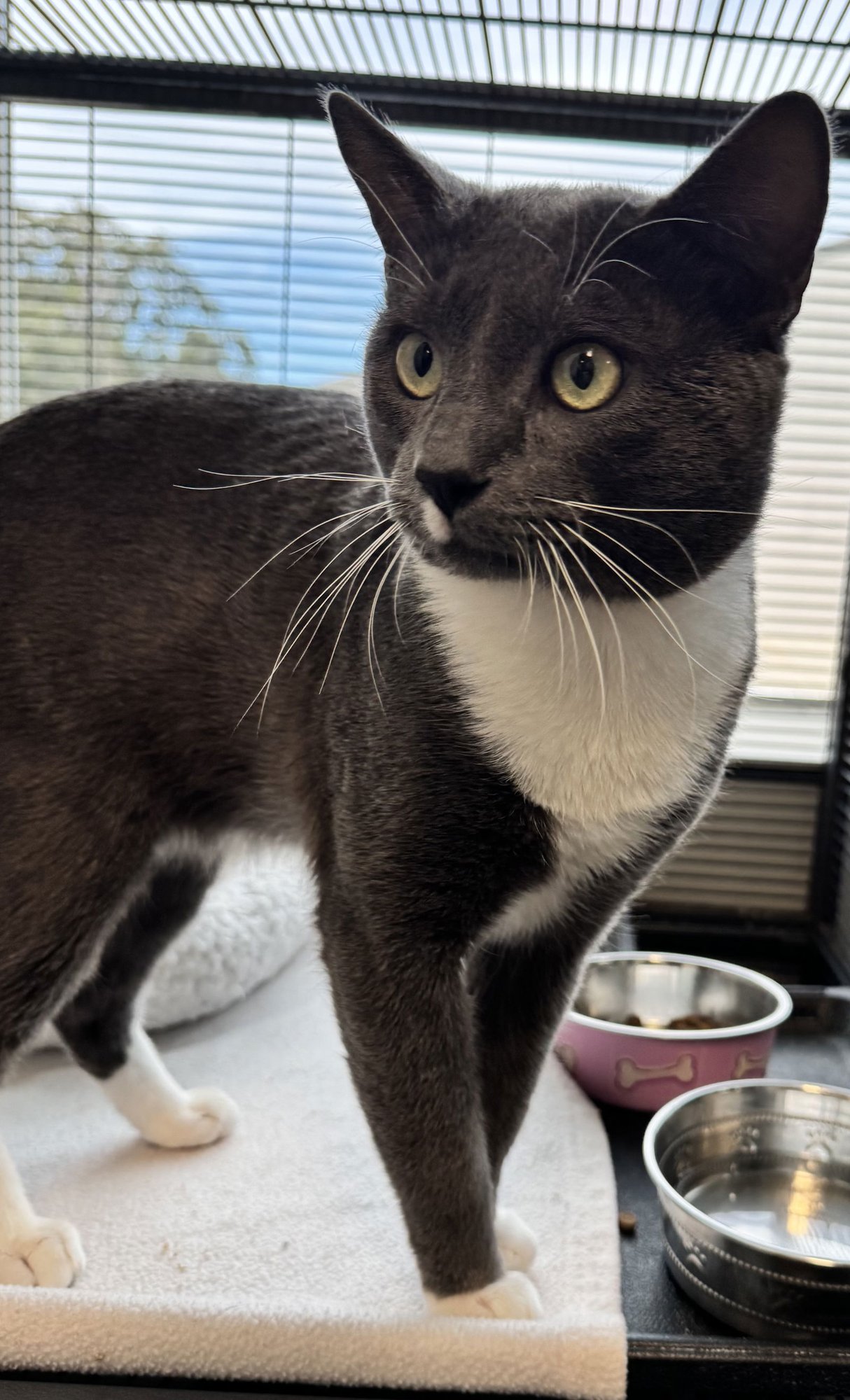 SAMMY - Domestic Short Hair available for adoption