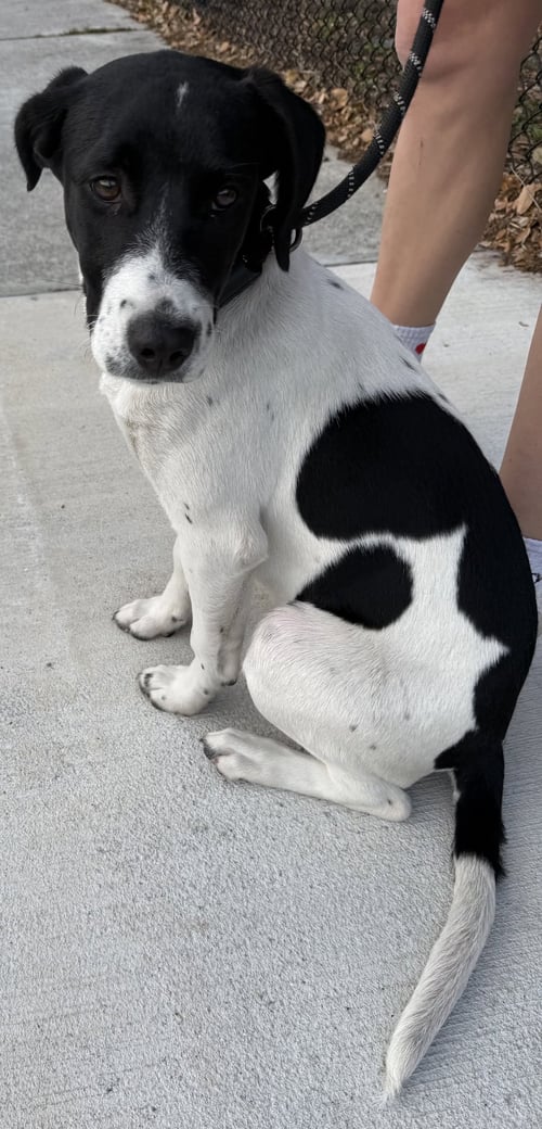 AOIFE - Hound / Australian Cattle Dog/Blue Heeler available for adoption