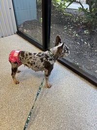 Pepper FH - Photo 10