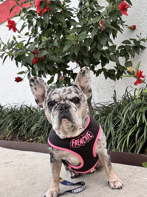 PEPPER FH - French Bulldog available for adoption