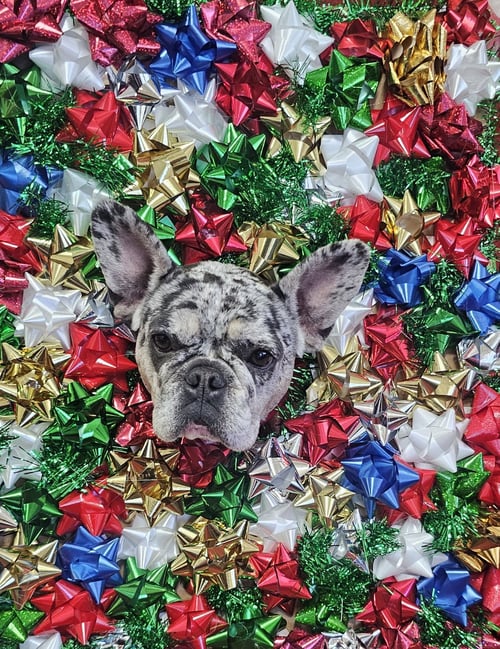 PEPPER FH - French Bulldog available for adoption