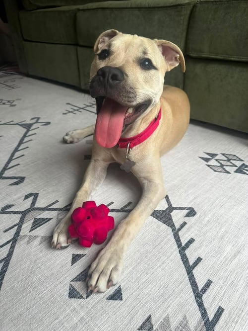 BO FH - Labrador Retriever / Black Mouth Cur available for adoption