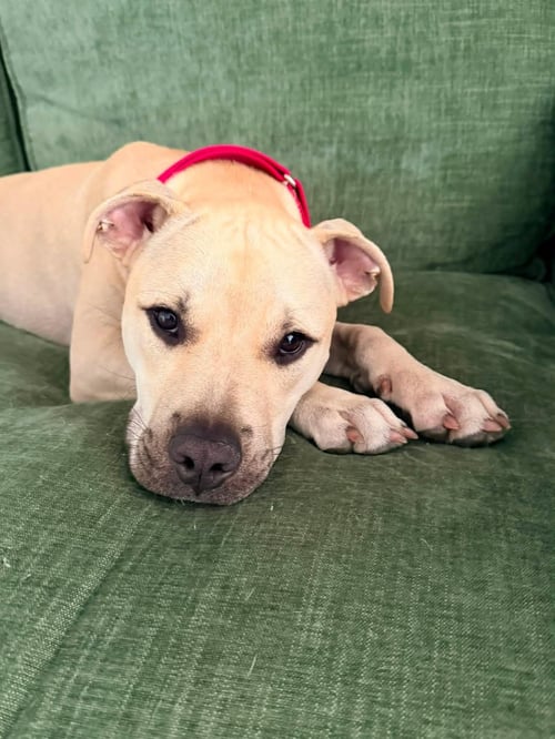 BO FH - Labrador Retriever / Black Mouth Cur available for adoption