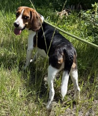 Duke - Photo 1