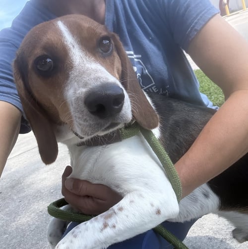 DUKE - Beagle available for adoption