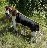 Duke - Photo 3