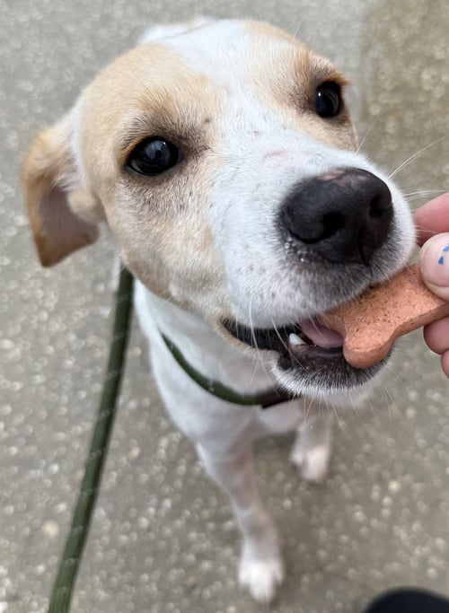 STRETCH - Rat Terrier / Dachshund available for adoption