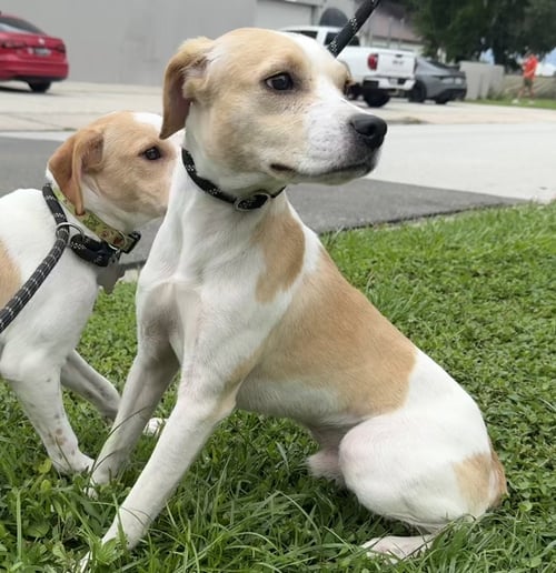 STRETCH - Rat Terrier / Dachshund available for adoption