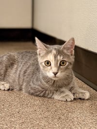 Nixie - Photo 2
