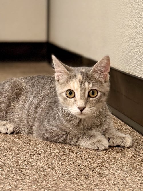 NIXIE - Domestic Short Hair available for adoption