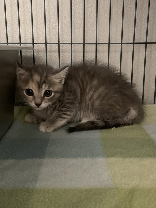 NIXIE - Domestic Short Hair available for adoption