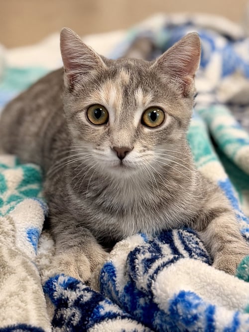 NIXIE - Domestic Short Hair available for adoption