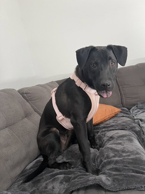 OREGANO - TRAINING CAMP - Hound / Catahoula Leopard Dog available for adoption