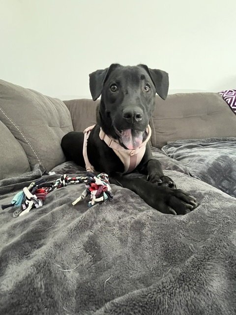 OREGANO - TRAINING CAMP - Hound / Catahoula Leopard Dog available for adoption