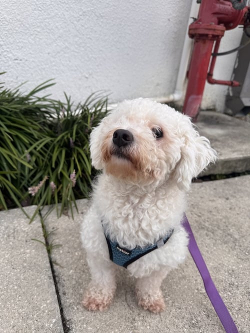 TOFU FH - Bichon Frise available for adoption