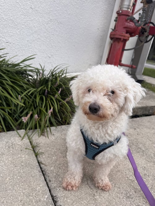 TOFU FH - Bichon Frise available for adoption