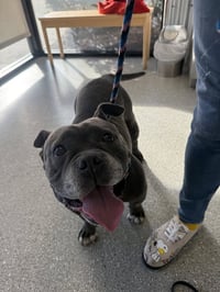 Sasha - Photo 1