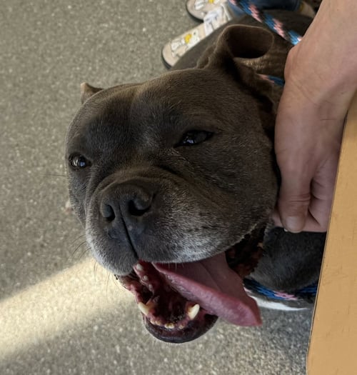 SASHA - Bulldog available for adoption