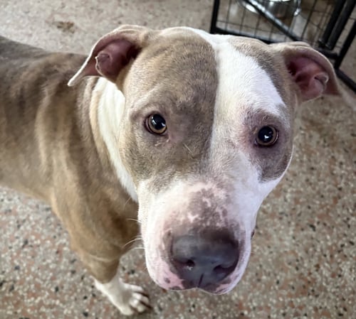 ROSETTA - TRAING CAMP - Labrador Retriever / Terrier available for adoption