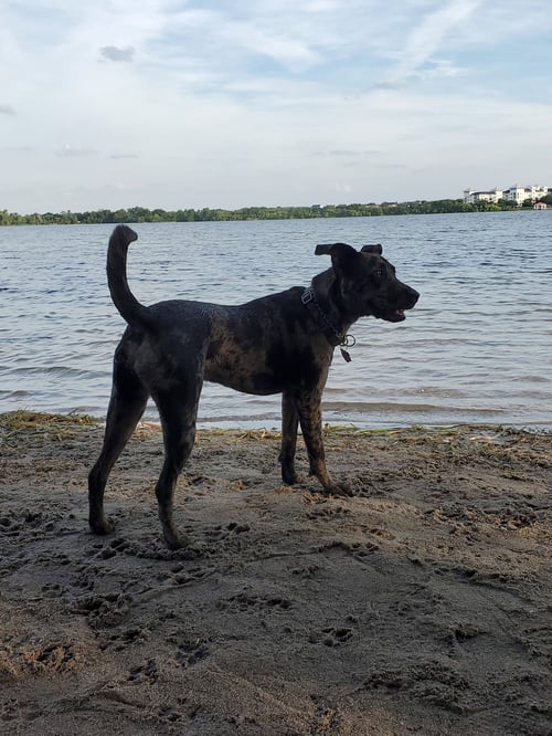 CHARLI GIRL! FH - Catahoula Leopard Dog available for adoption