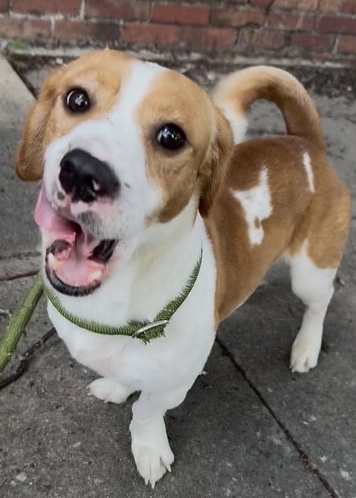 LITTLE MAN - Rat Terrier / Dachshund available for adoption