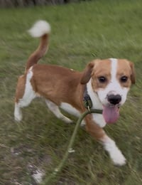 Little Man - Photo 4
