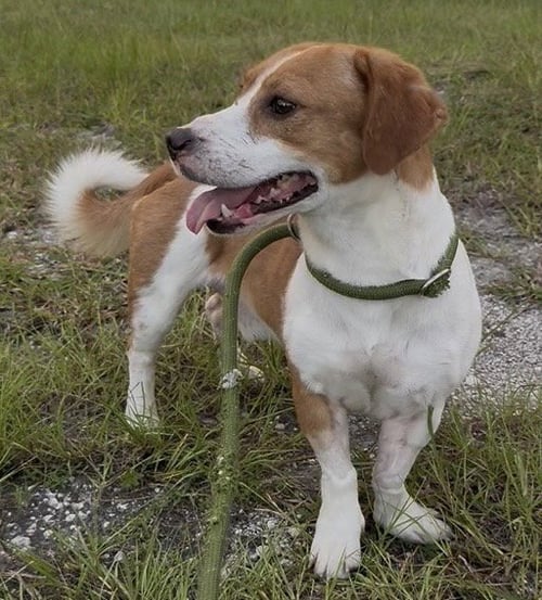 LITTLE MAN - Rat Terrier / Dachshund available for adoption