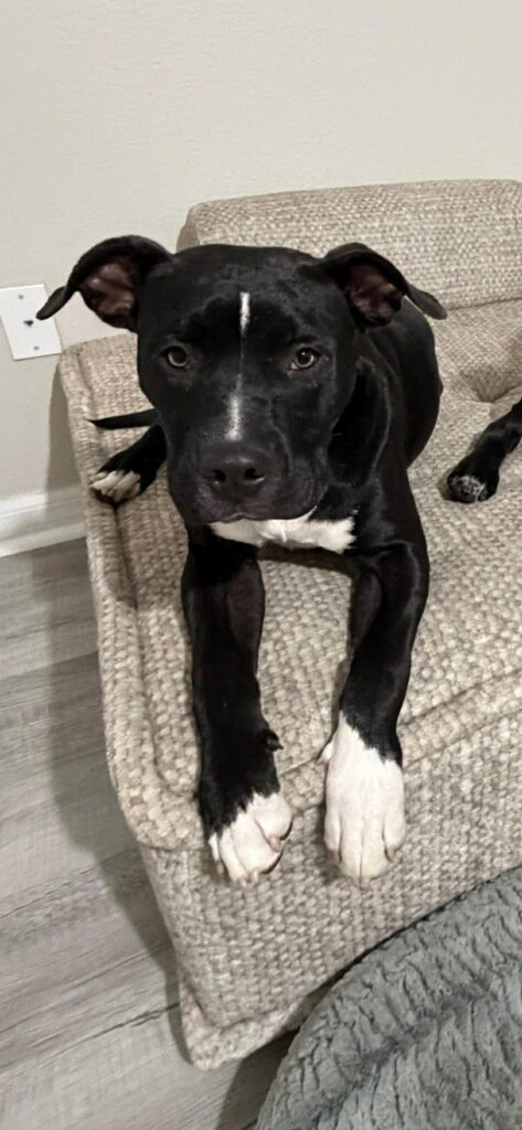 MYSTIQUE AKA CALI - American Bulldog / Terrier available for adoption