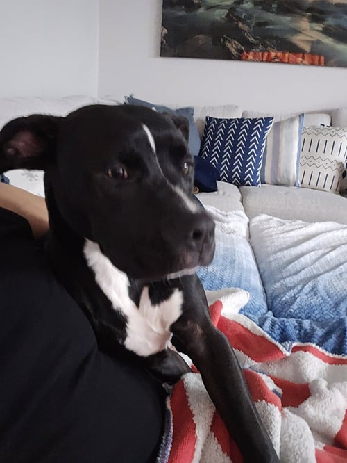 MYSTIQUE AKA CALI - American Bulldog / Terrier available for adoption