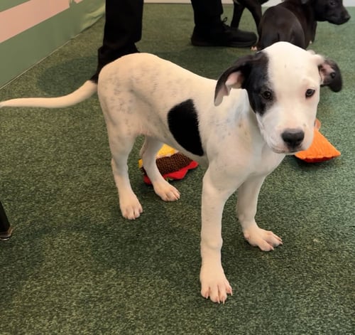 GAVI - Labrador Retriever / Terrier for adoption in Deltona