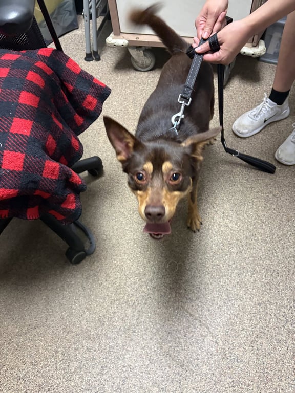 Rolo - Camp Doglando Image