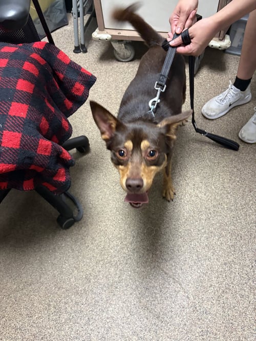 ROLO - CAMP DOGLANDO