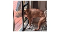Rocco - Photo 3