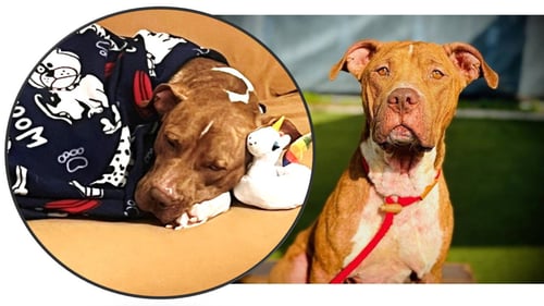 ROCCO - Labrador Retriever / Terrier available for adoption