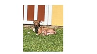 Rocco - Photo 9