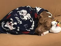 Rocco - Photo 6