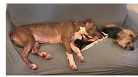 Rocco - Photo 8
