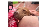 Rocco - Photo 5