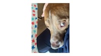 Rocco - Photo 11