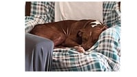 Rocco - Photo 10