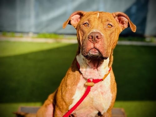 ROCCO - Labrador Retriever / Terrier available for adoption