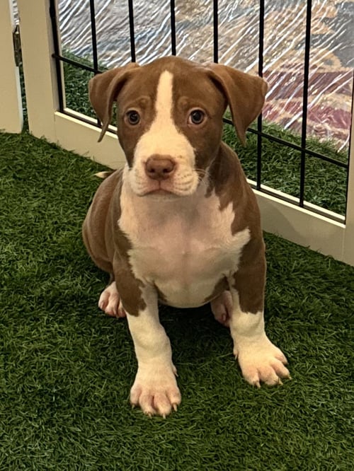 SAGE FH - Hound available for adoption