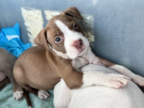 SAGE FH - Hound available for adoption
